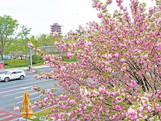櫻花盛開 春色醉人
